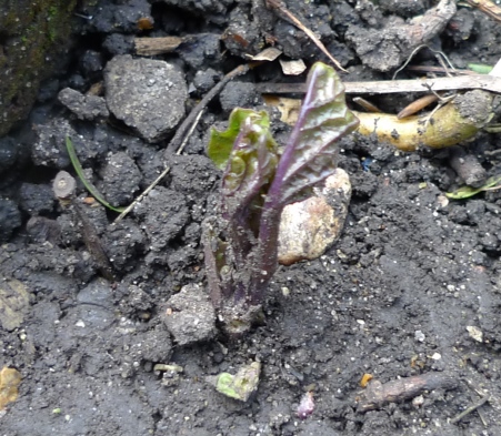 chinese lantern tiny sprout