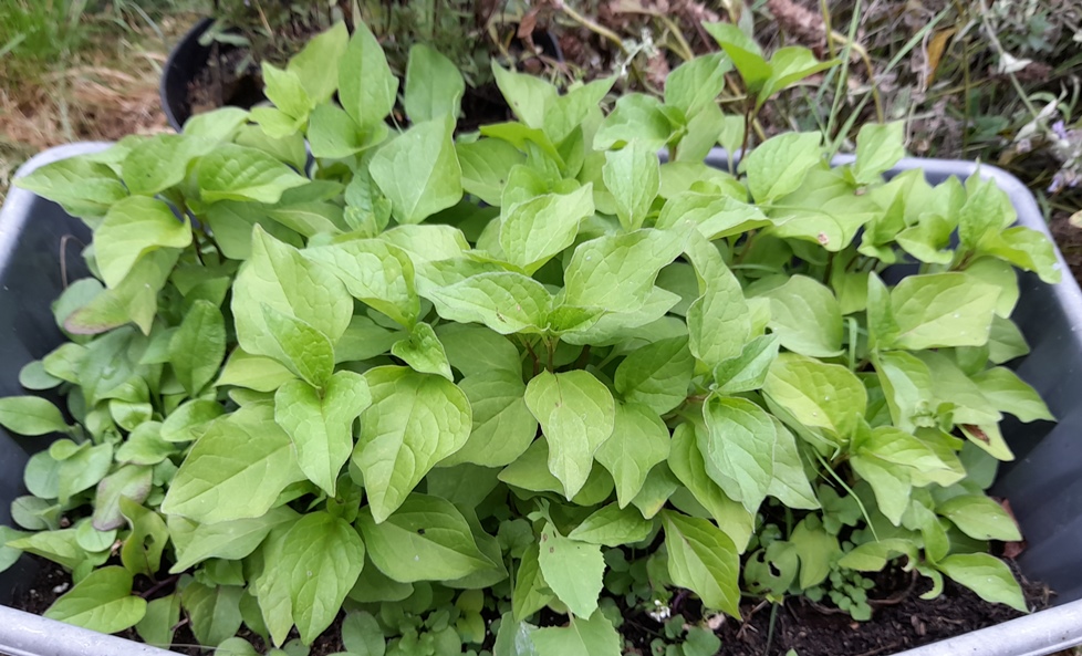 chinese lantern seedlings
