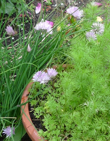 chive flowers