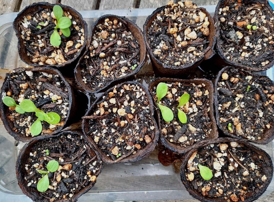 cirsium amorense seedlings