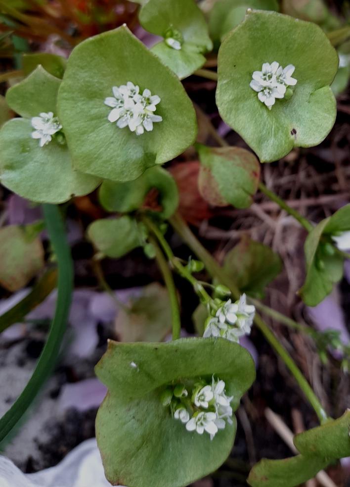 claytonia