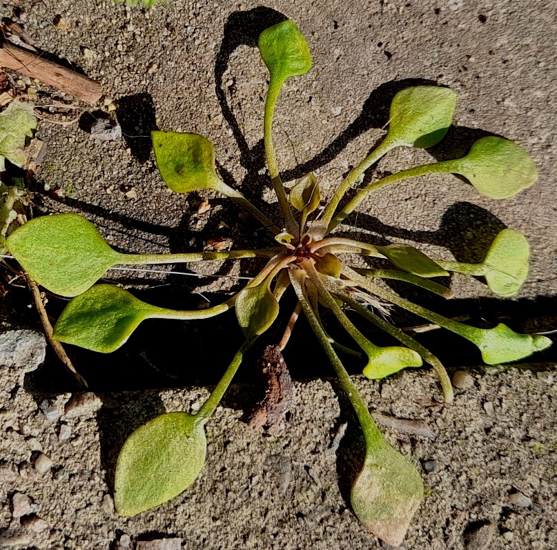 claytonia rosette