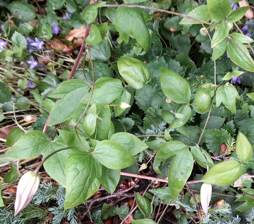 clematis