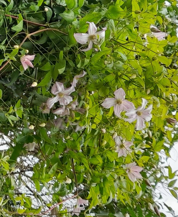 clematis