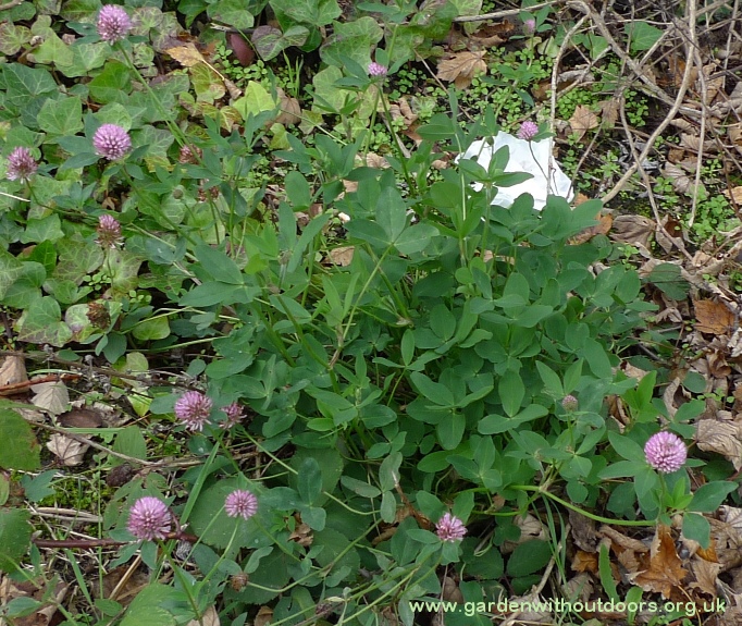 red clover