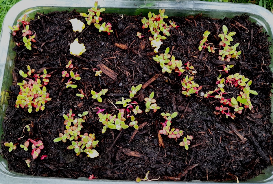 livingstone daisy seedlings