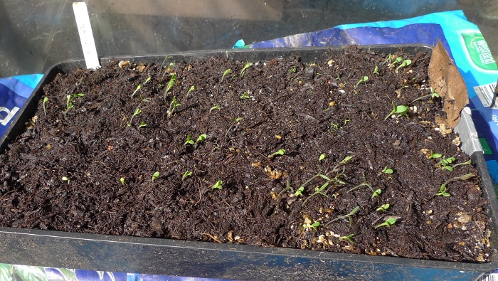 Sainsbury's butterfly garden seedlings