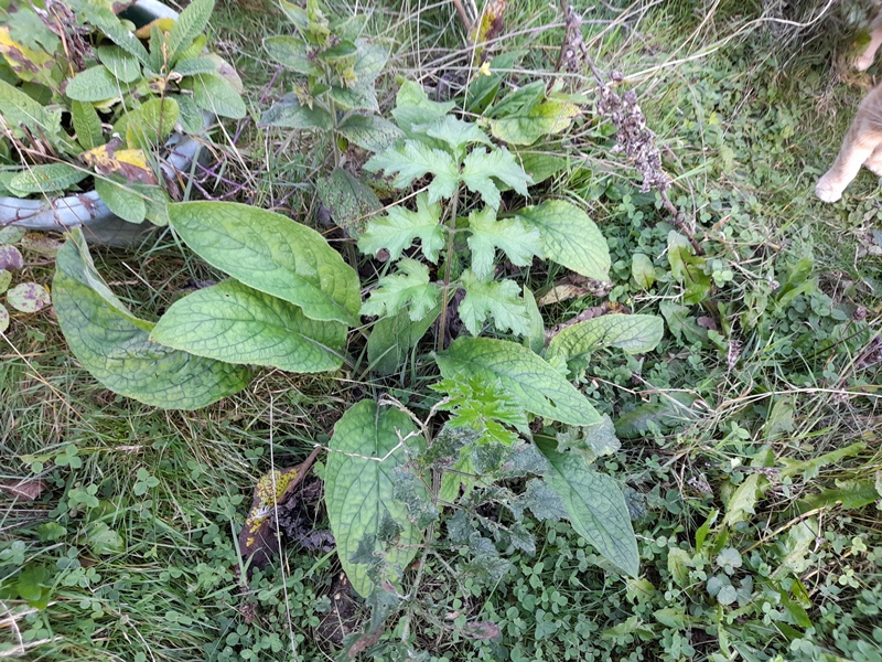green alkanet common hogweed 