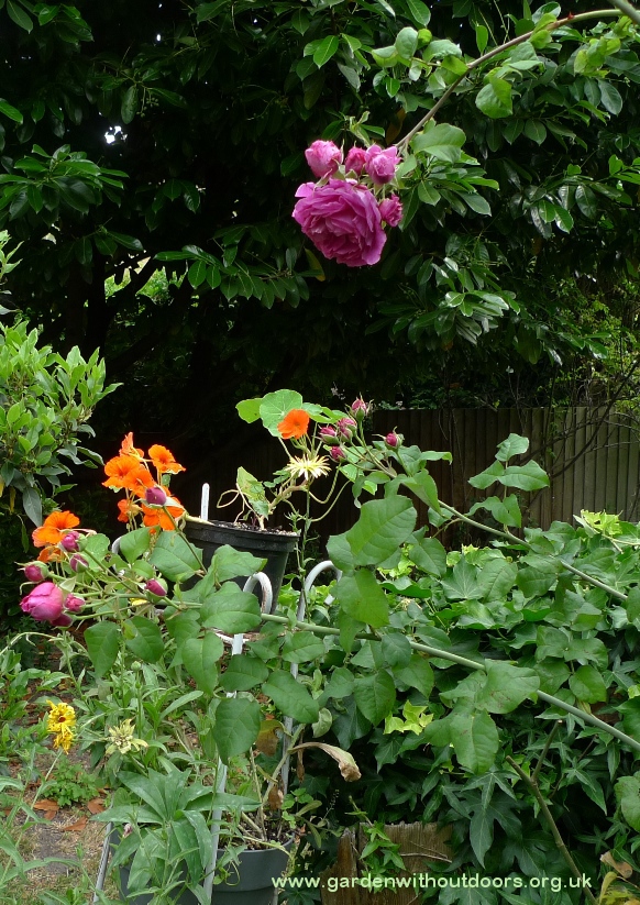 young lycidas rose buds