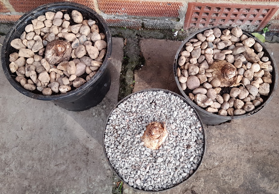 urginea maritima planted