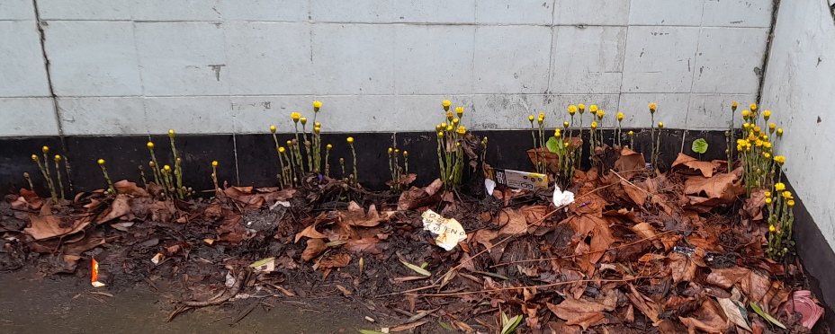 Tussilago farfara coltsfoot Byward Street