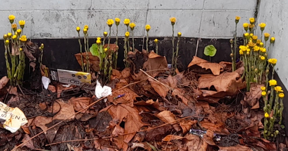 coltsfoot Tussilago farfara Byward Street