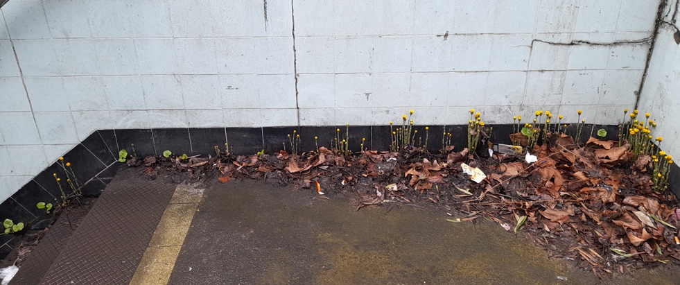 Tussilago farfara coltsfoot Byward Street