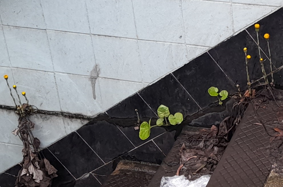 coltsfoot Tussilago farfara Byward Street