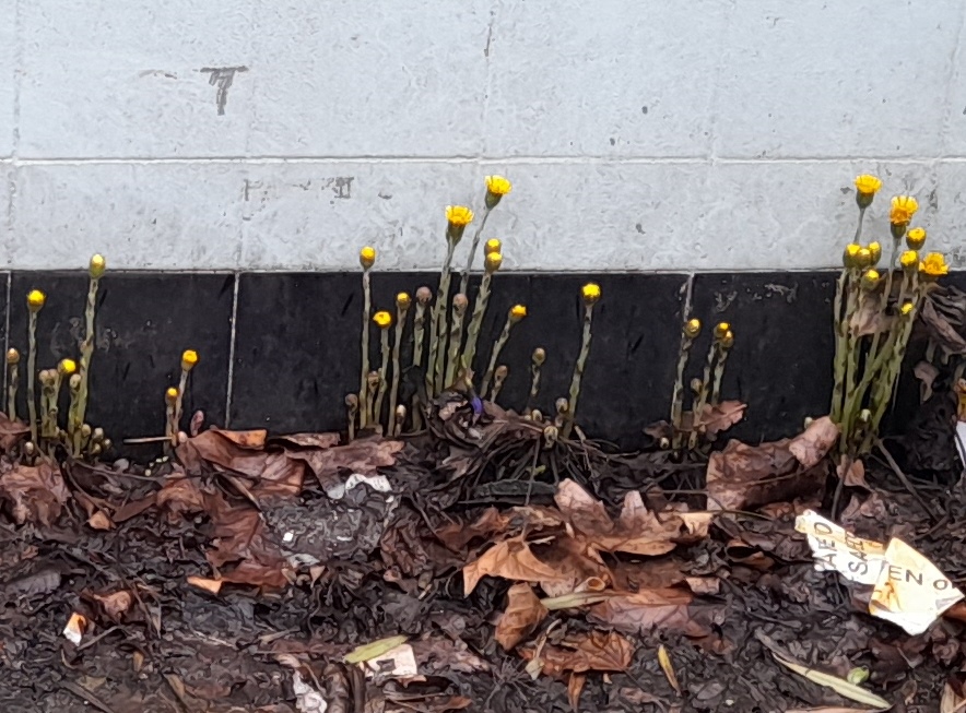 coltsfoot Tussilago farfara Byward Street