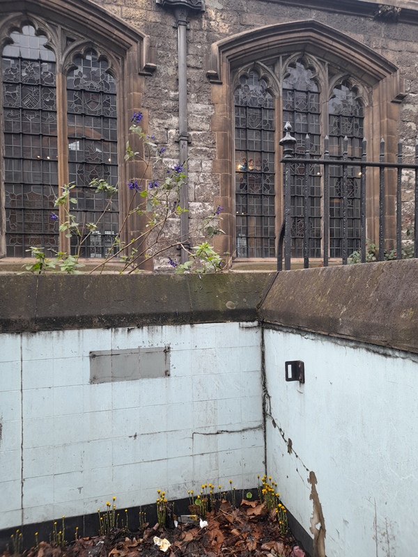 coltsfoot Byward Street All-Hallows-by-the-Tower Tussilago farfara