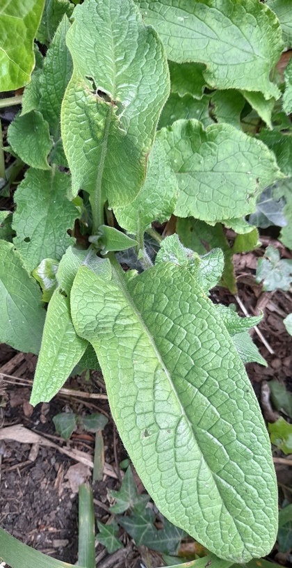 comfrey Symphytum officinale