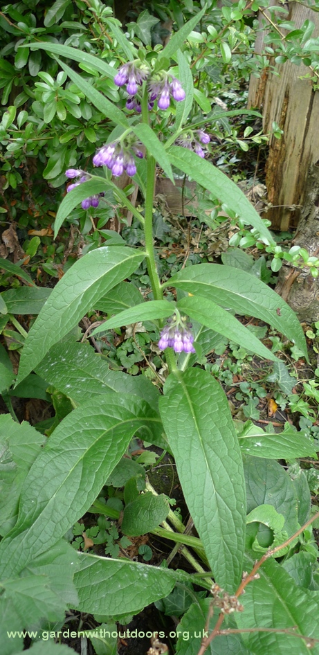 comfrey
