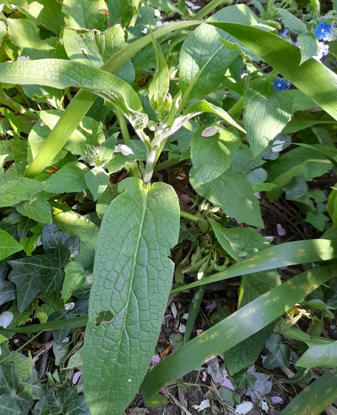 comfrey
