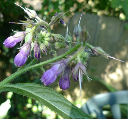 comfrey