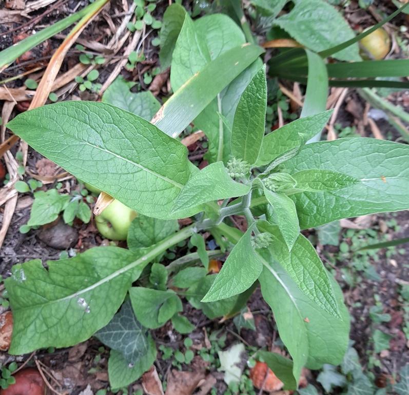 comfrey