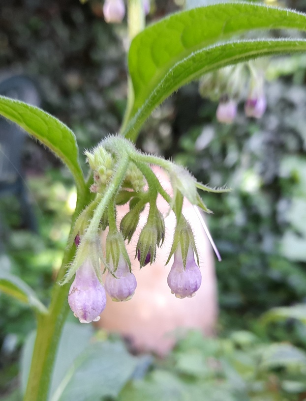 comfrey