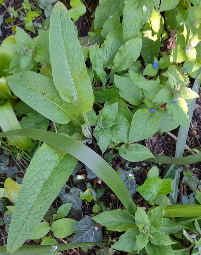 comfrey and green alkanet