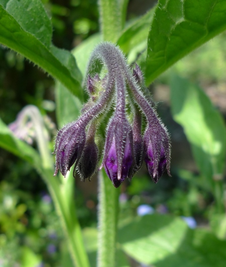comfrey