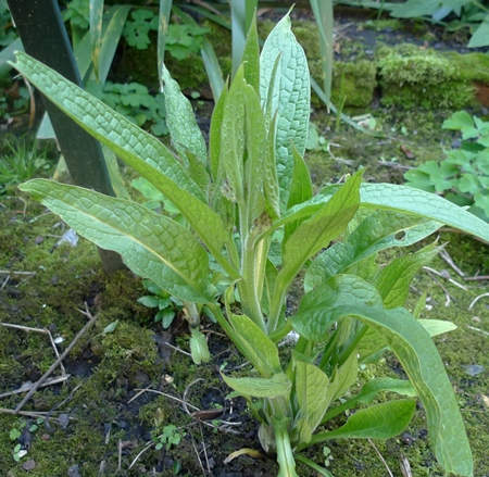 comfrey sprouts 