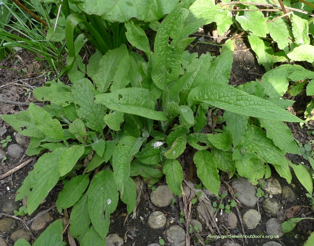 comfrey vs green alkanet