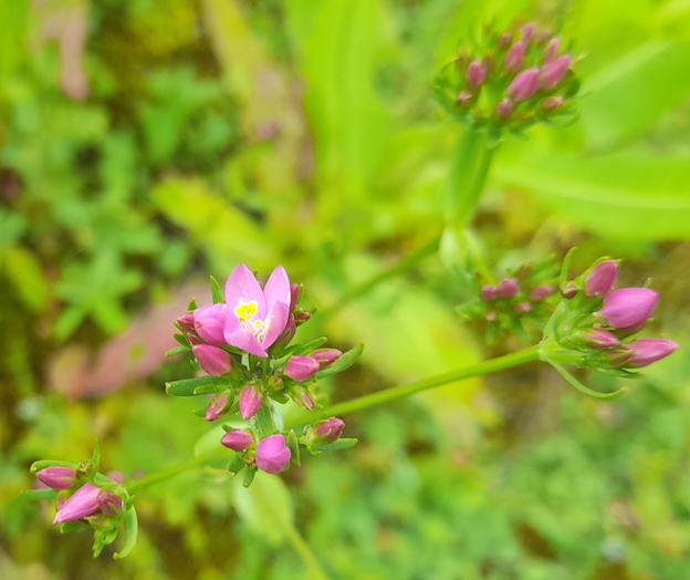 common centaury