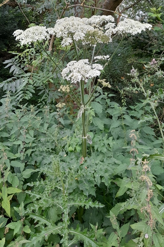 common hogweed