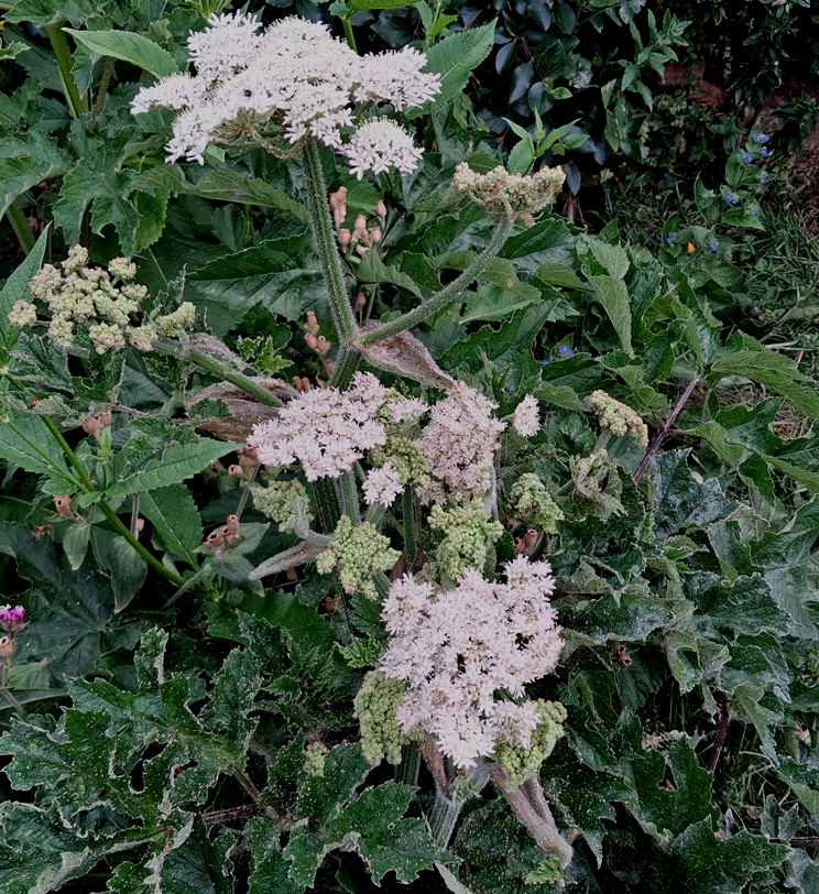 common hogweed