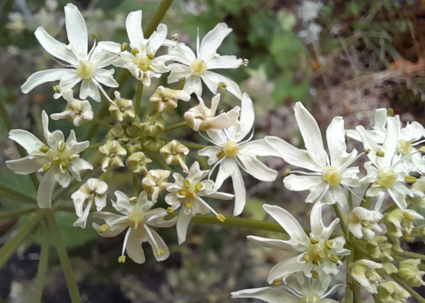 common hogweed