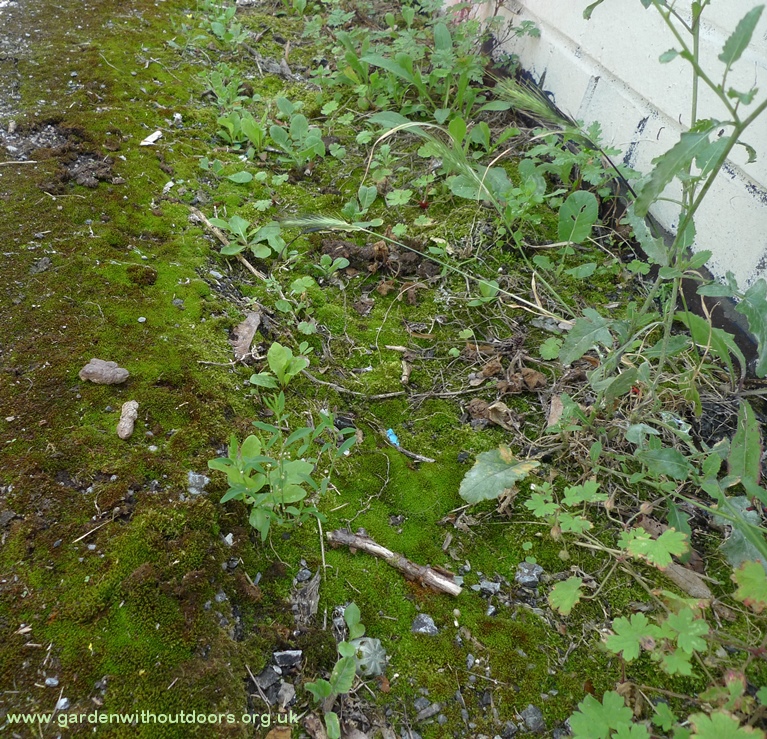 common knotgrass railway bridge