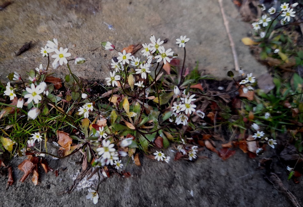 common whitlowgrass draba verna