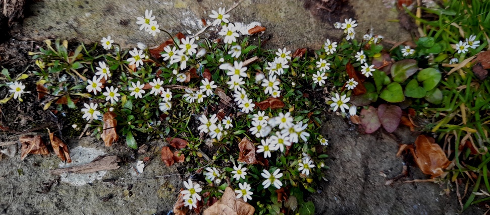 common whitlowgrass draba verna