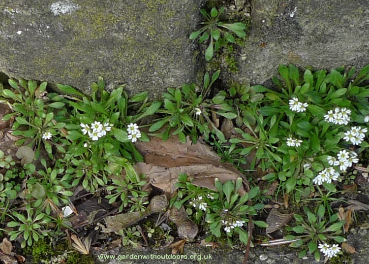 common whitlowgrass (Erophila verna)