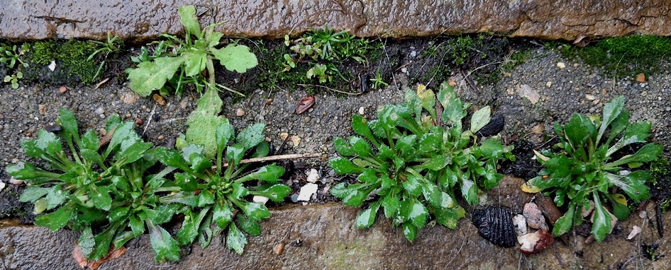 common whitlowgrass draba verna