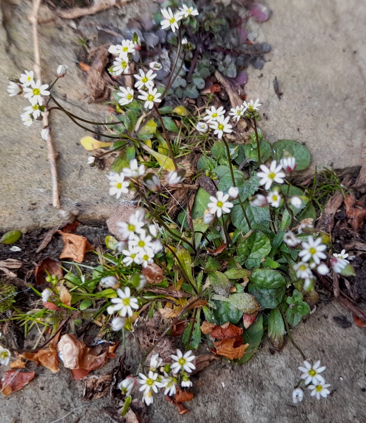 common whitlowgrass draba verna