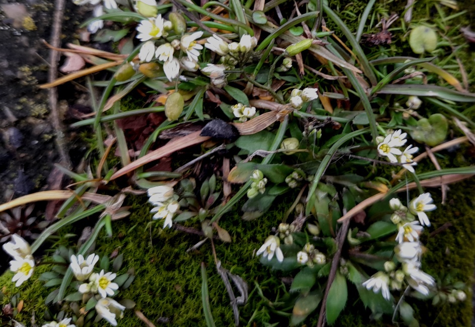 common whitlowgrass
