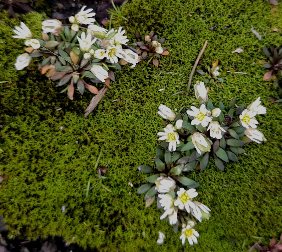 common whitlowgrass