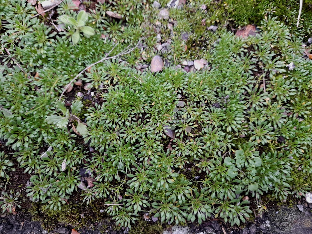 common whitlowgrass
