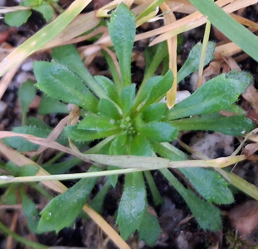 common whitlowgrass draba verna
