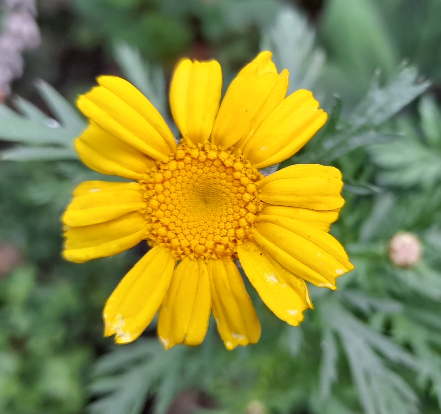 corn marigold