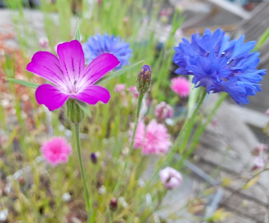 corncockle cornflowers