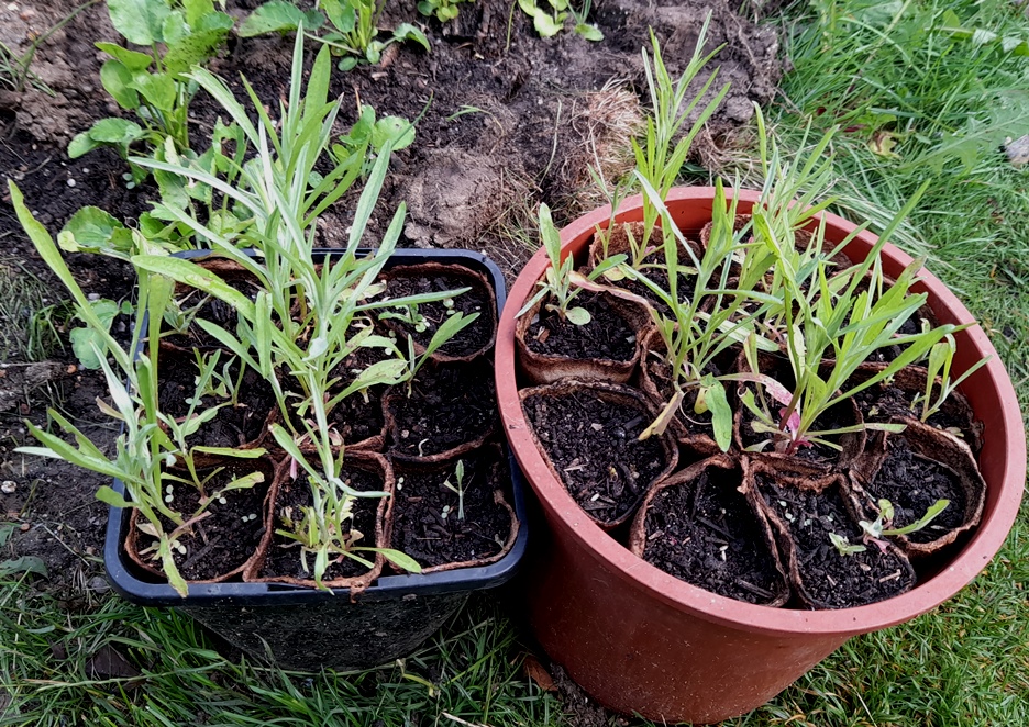 Centaurea cyanus cornflower