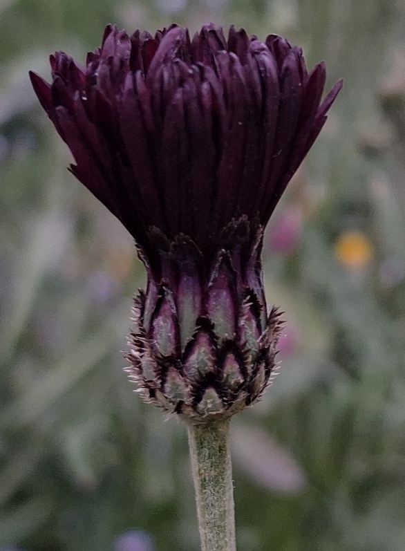cornflower Black Ball