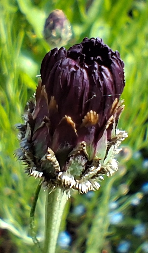 cornflower Black Ball