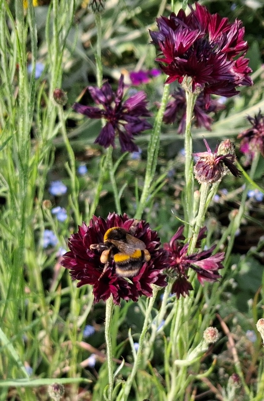 black ball cornflower with bee